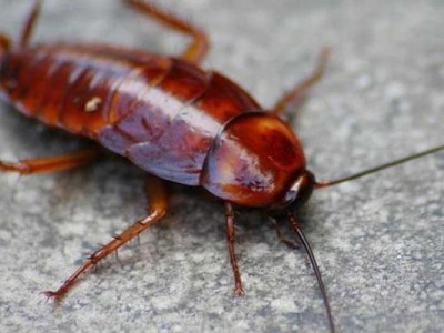 宁波灭蟑螂的有效方法有哪些？一起来了解一下