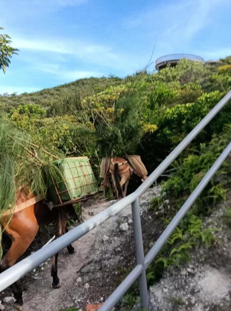 哪些地方需要骡马运输