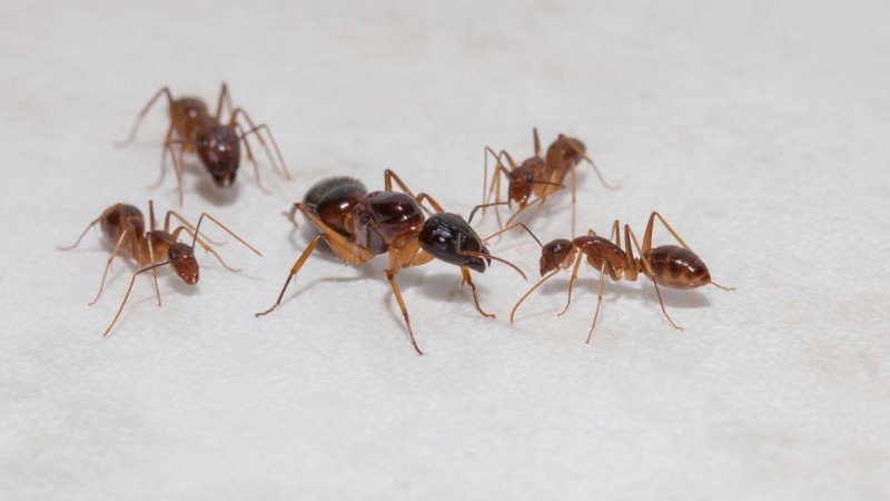 定州灭白蚁公司介绍白蚁的危害及防治方法
