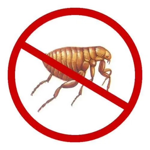 定州灭跳蚤公司介绍一下跳蚤的危害以及灭跳蚤的几种方法？