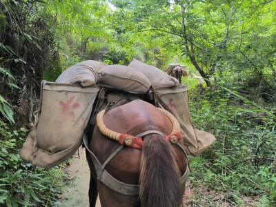 骡马运输：纵览壮丽山河，感受自然