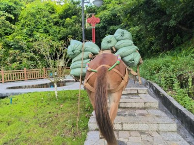 马帮运输：探寻世界自然遗产，畅游美景