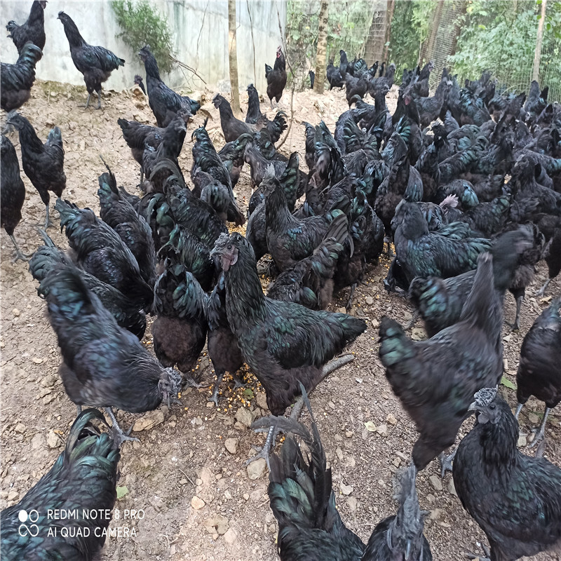 旧院黑鸡，特别的美味与营养价值