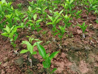 宜宾水果苗柑橘苗怎么种植能提高成