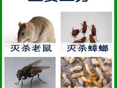 石狮白蚁防治公司怎么选择比较好？