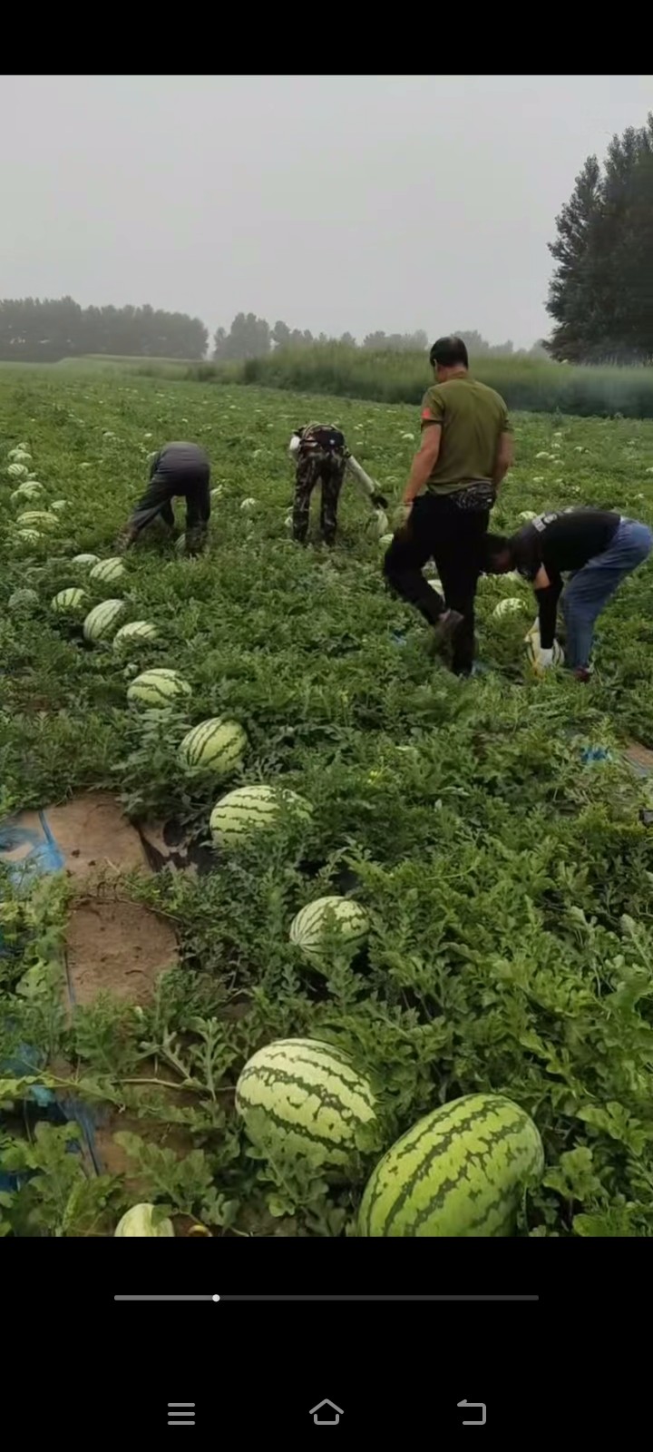 吉林省西瓜代办吉林西瓜代办吉林西瓜代收