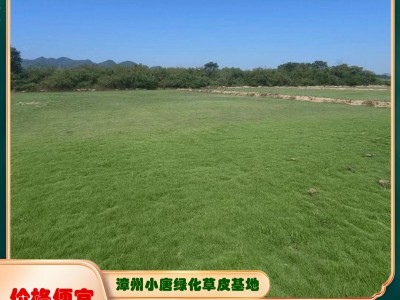 漳州草皮基地使用山地种植不受农田