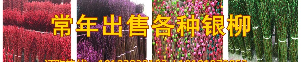 四川吉祥银柳种植基地