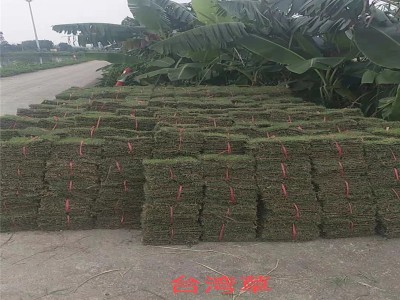 佛山出售兰引三号草块草卷-价格优惠