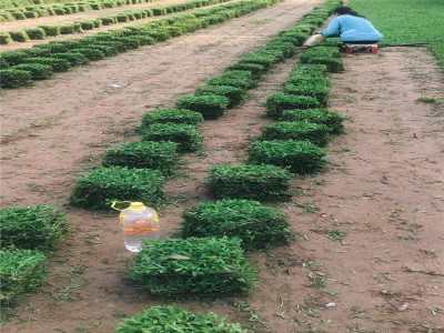 佛山台湾草皮批发 量大优惠