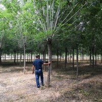 山东速生白蜡种植基地