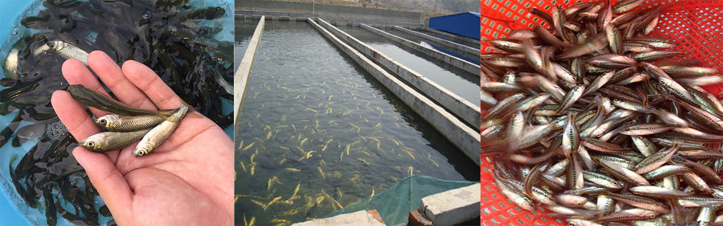 湖北汉洪鱼苗养殖基地